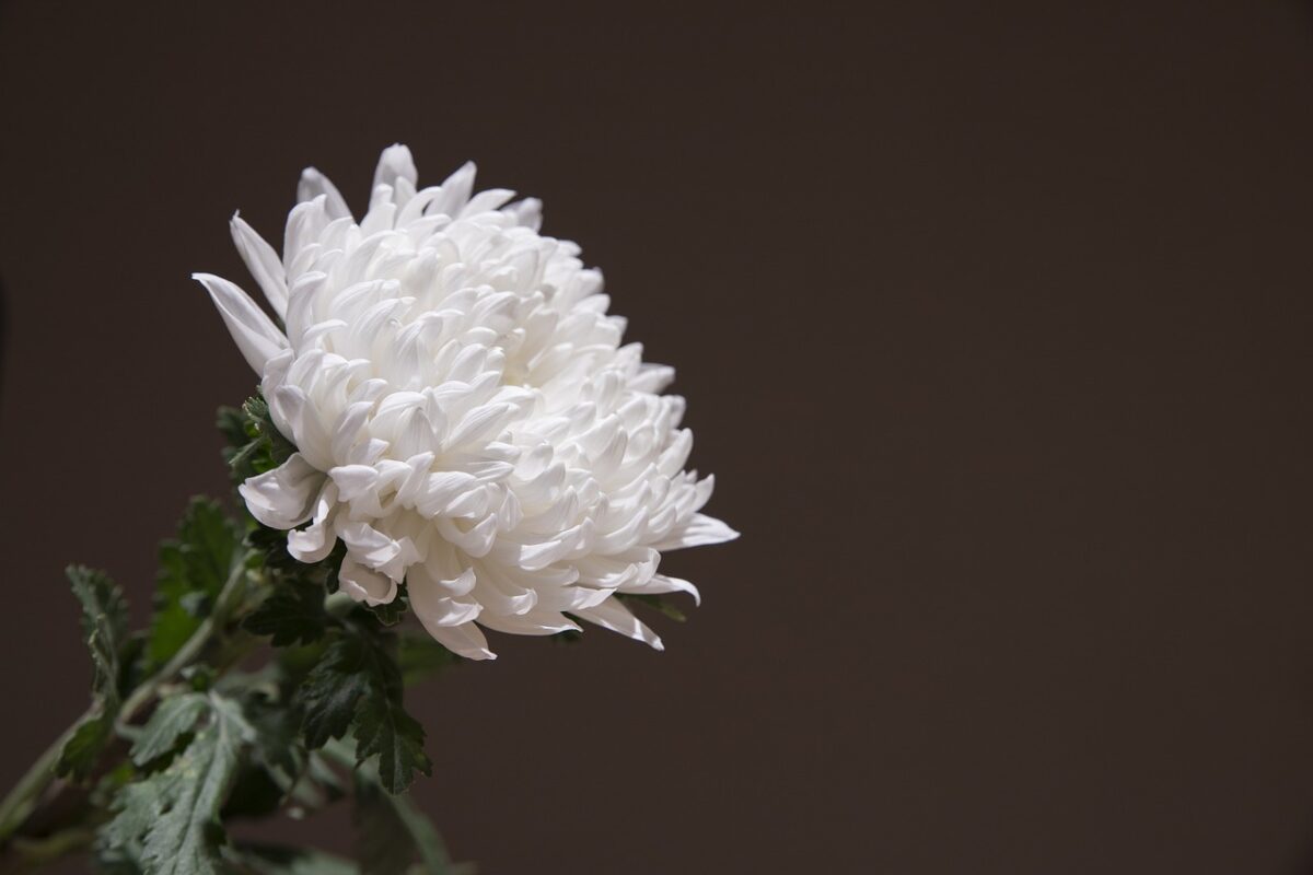福龍紀念園 白色菊花意象圖