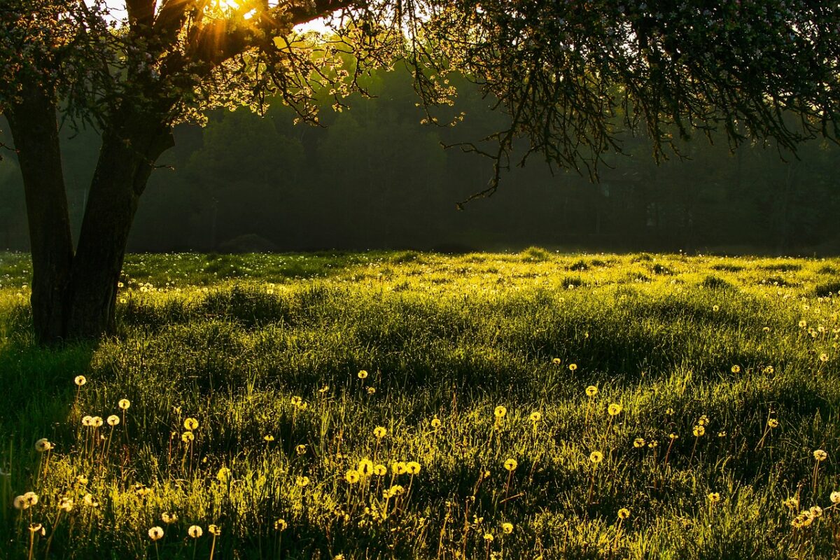 meadow, grass, tree