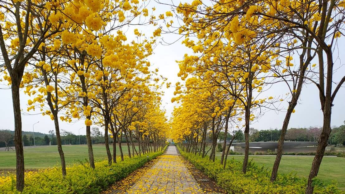 福龍紀念園黃花風鈴木步道
